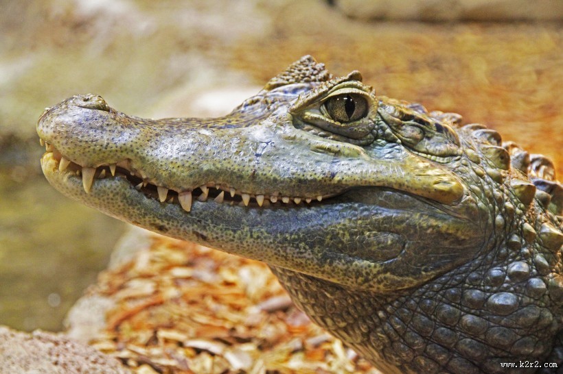 凶狠的鳄鱼图片大全