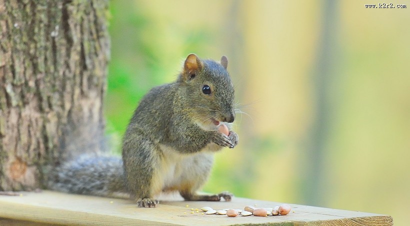 活泼的小松鼠图片大全