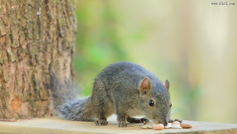 活泼的小松鼠图片大全