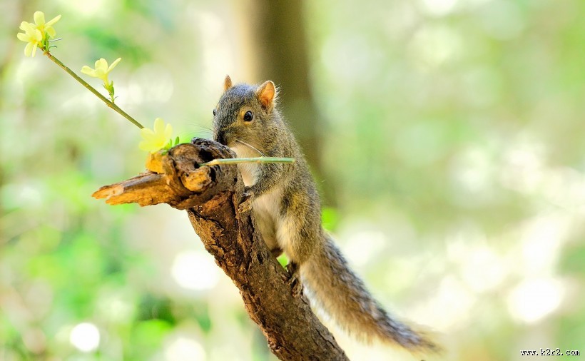 活泼的小松鼠图片大全