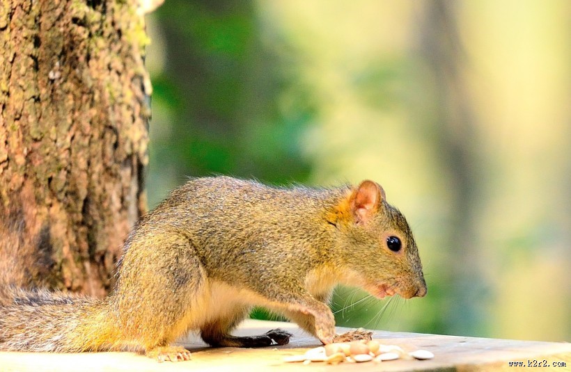 活泼的小松鼠图片大全