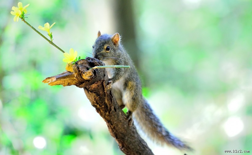 活泼的小松鼠图片大全