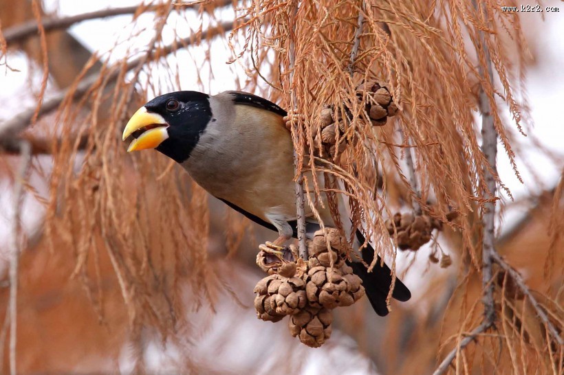 黑尾蜡嘴雀图片
