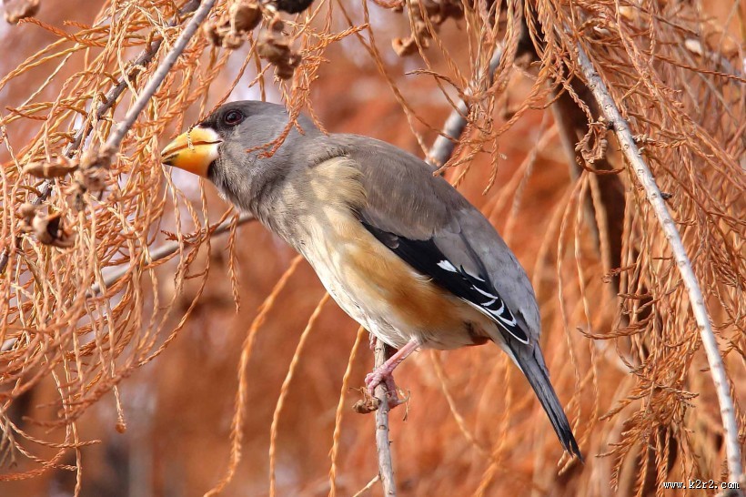 黑尾蜡嘴雀图片