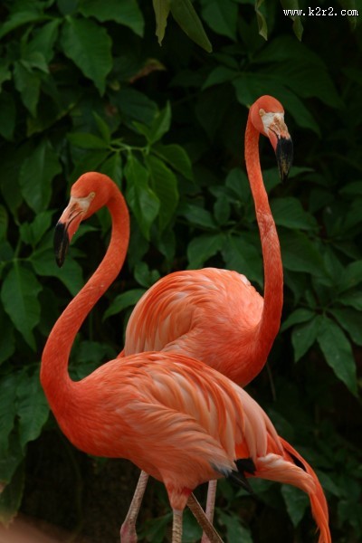 羽毛光鲜的火烈鸟图片大全
