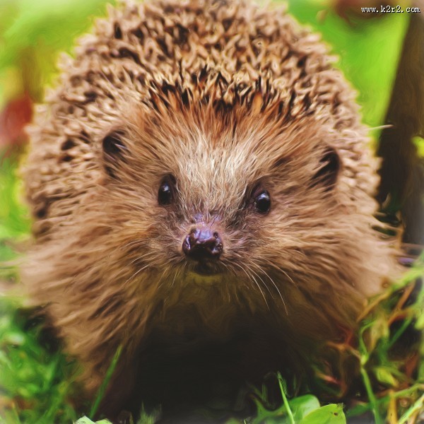 可爱娇小的刺猬图片
