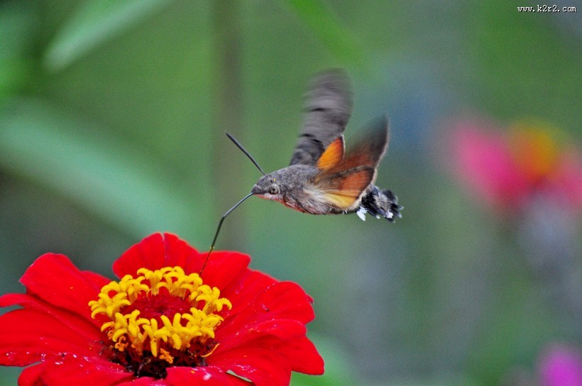 身体娇小的蜂鸟图片