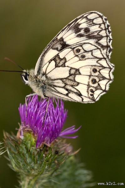 漂亮的花蝴蝶图片