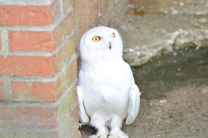 萌萌的雪鸮图片大全