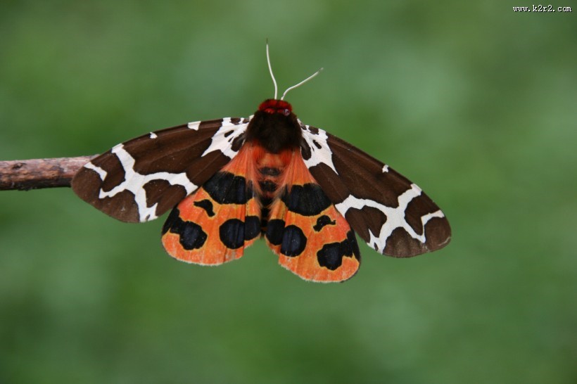 漂亮的花蝴蝶图片
