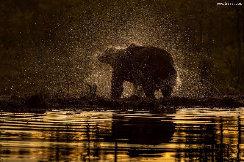 强壮的棕熊图片