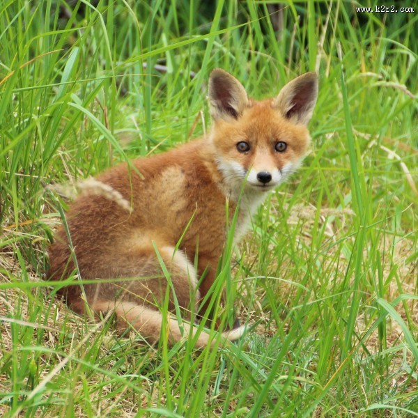 毛茸茸的狐狸图片大全