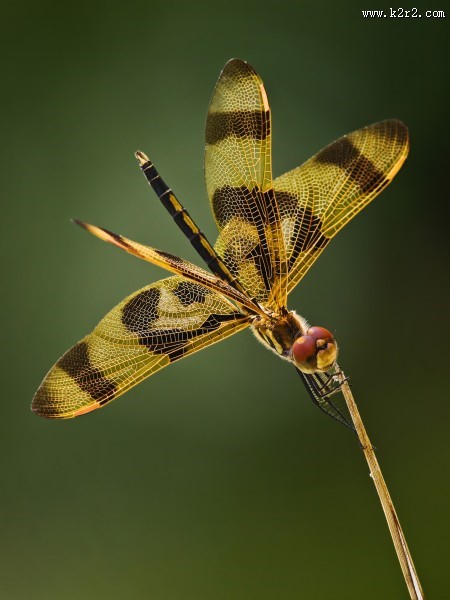 停歇的蜻蜓图片