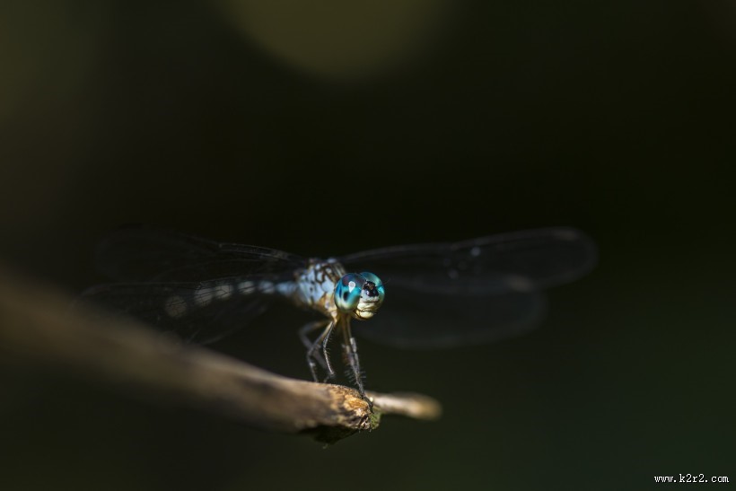停歇的蜻蜓图片