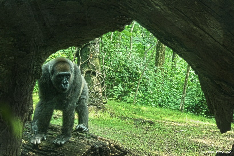 可爱的大猩猩图片