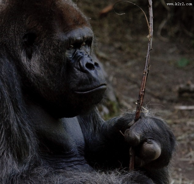 可爱的大猩猩图片