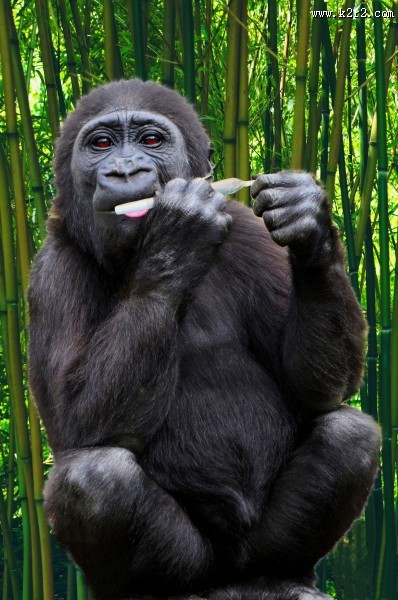 可爱的大猩猩图片