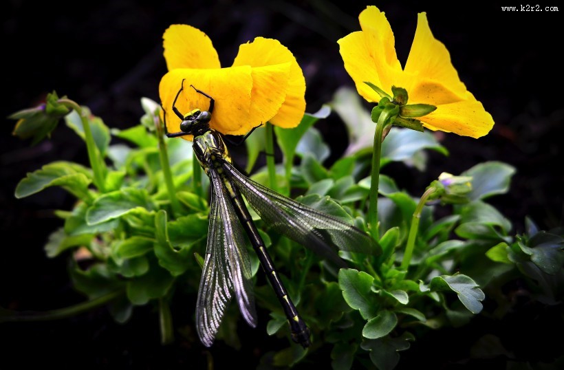 停歇的蜻蜓图片