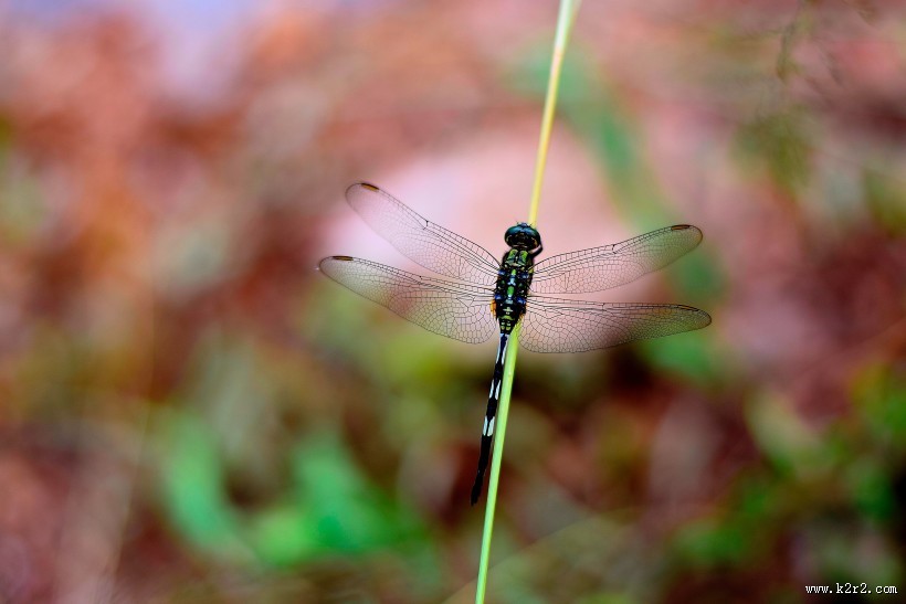 停歇的蜻蜓图片