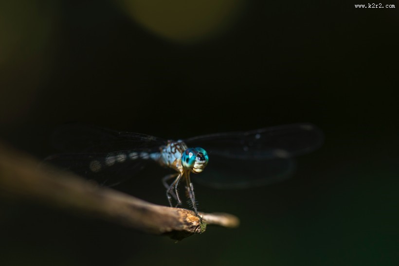 停歇的蜻蜓图片