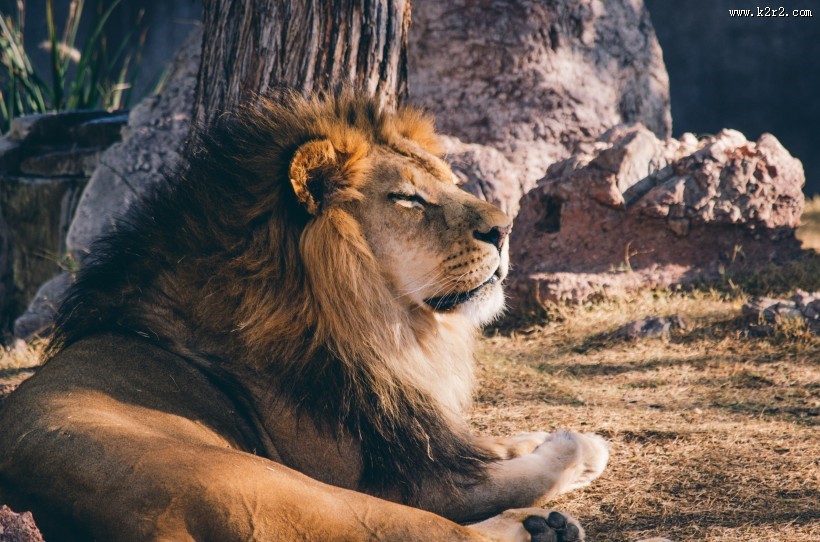 威武的雄狮图片大全