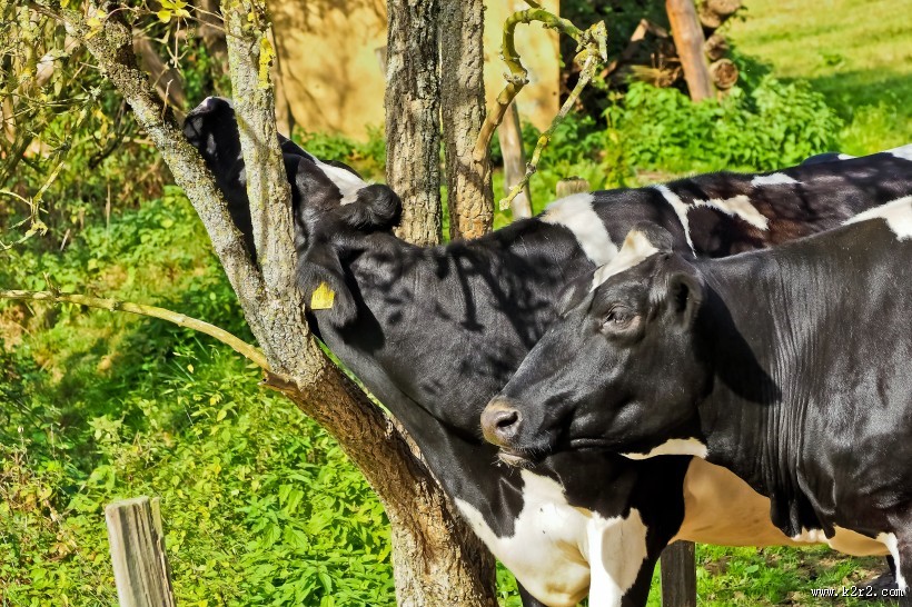 好看的奶牛图片