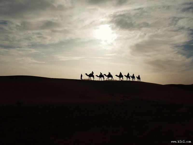 荒漠中的骆驼图片