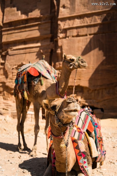 荒漠中的骆驼图片