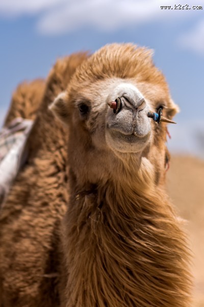 荒漠中的骆驼图片