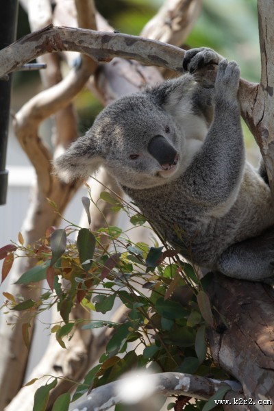 可爱的考拉图片大全
