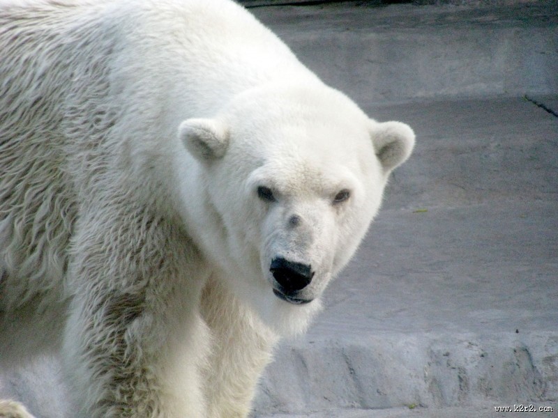 可爱的北极熊图片