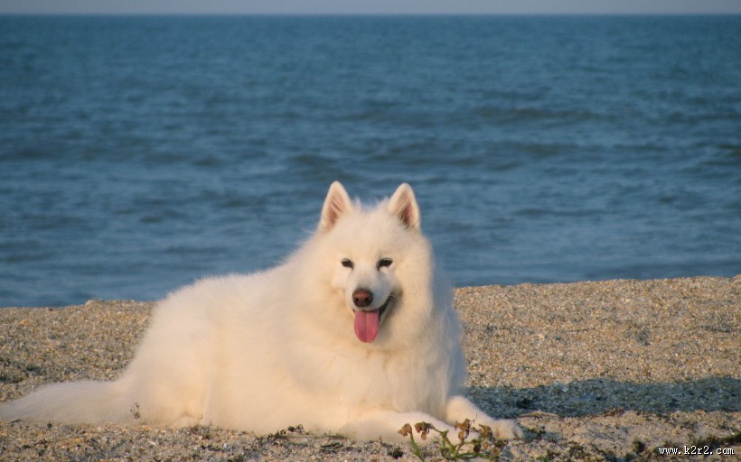 可爱的萨摩耶图片大全
