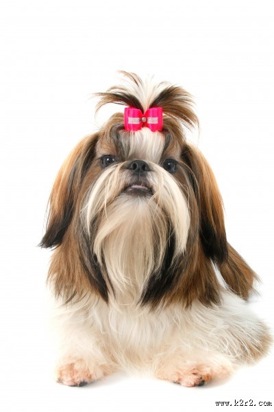 毛绒绒的西施犬图片