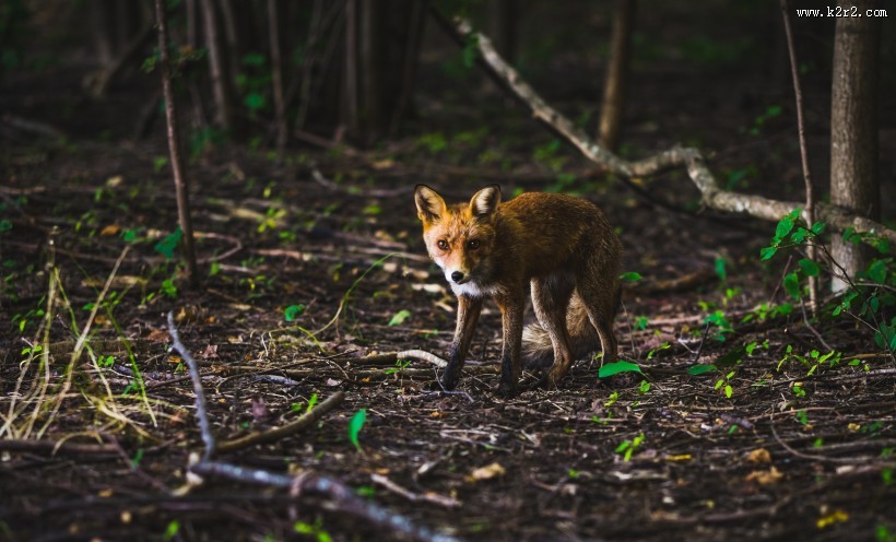 可爱的狐狸图片大全
