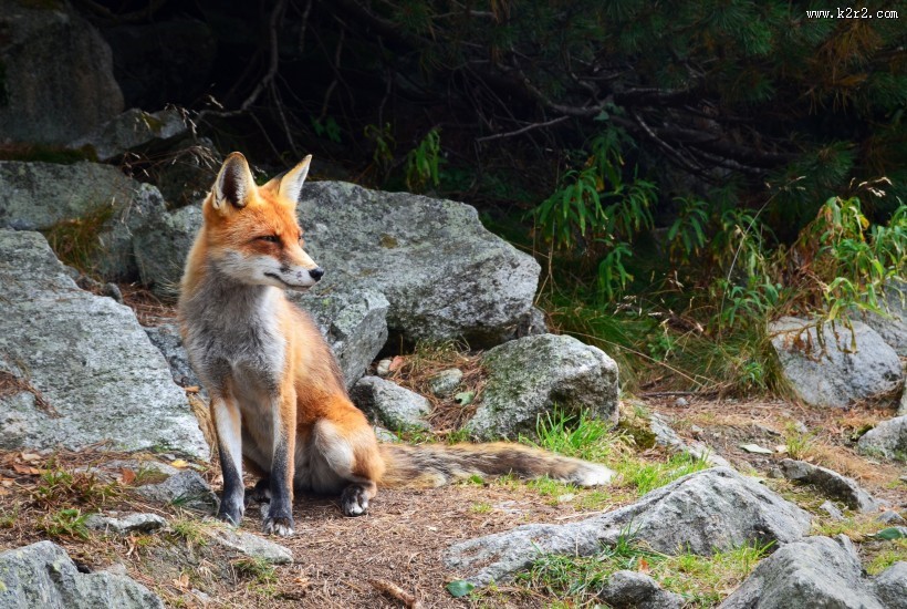 可爱的狐狸图片大全