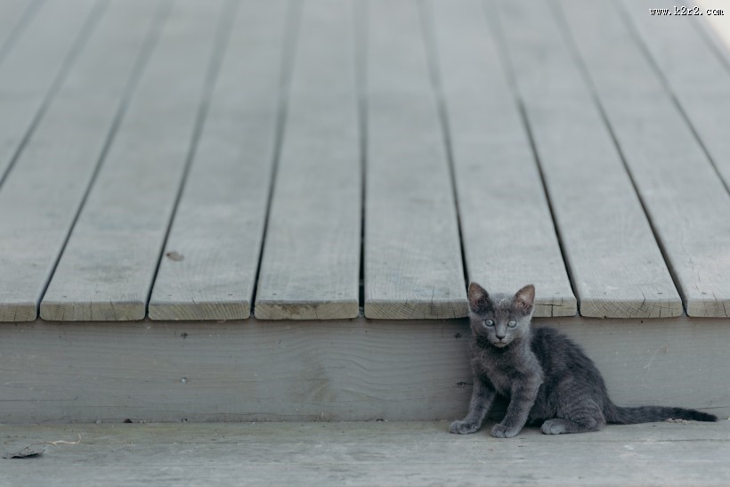 可爱的小猫图片