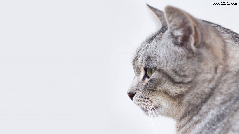 可爱的小猫图片