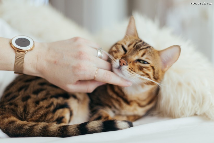 可爱的小猫图片