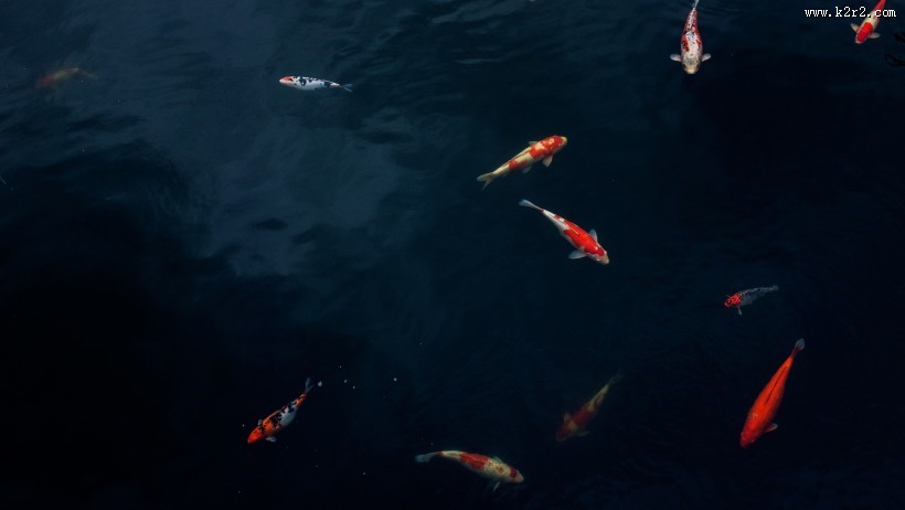 好看的观赏鲤鱼图片