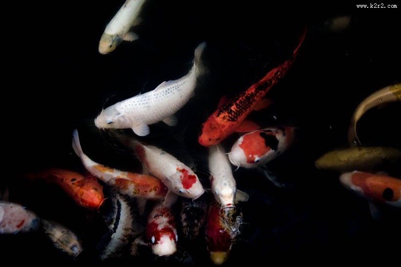 好看的观赏鲤鱼图片