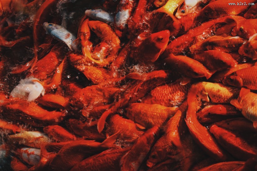 好看的观赏鲤鱼图片