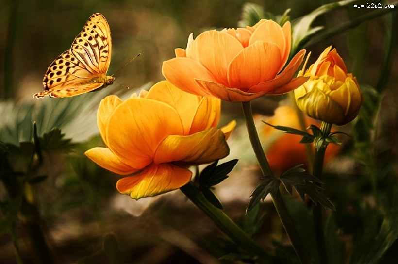 漂亮的花蝴蝶图片大全