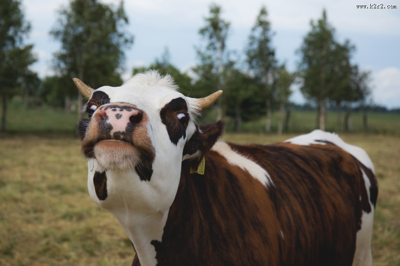 草地上的奶牛图片大全