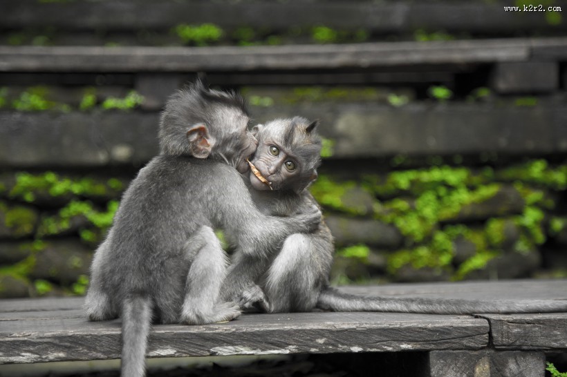 灰色的猴子图片