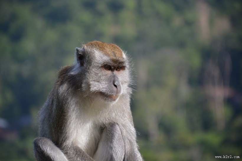 灰色的猴子图片