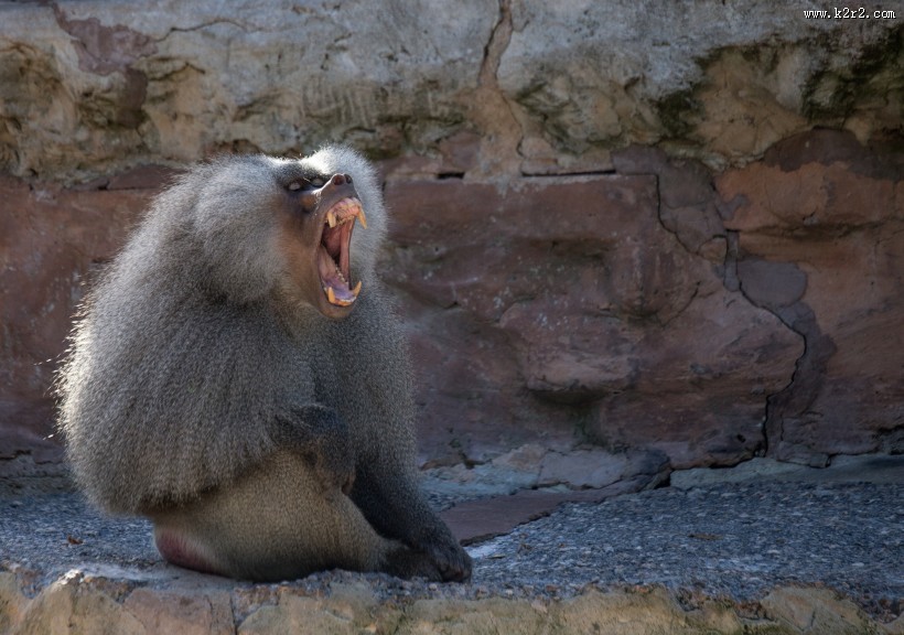 灰色的猴子图片