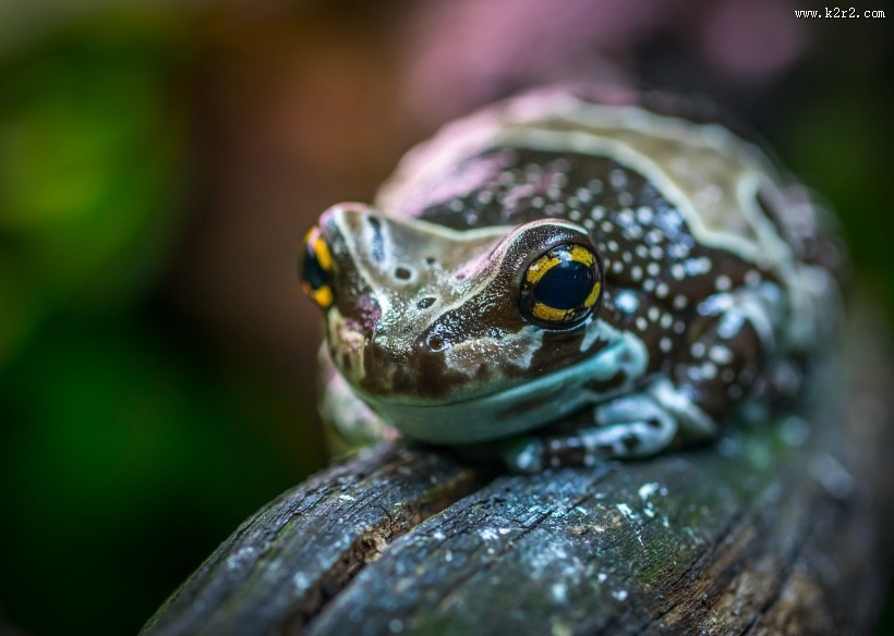 丑陋的青蛙图片大全