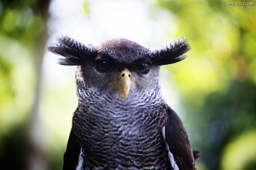 眼神锐利的猫头鹰图片