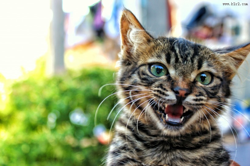 张大嘴巴的猫咪图片