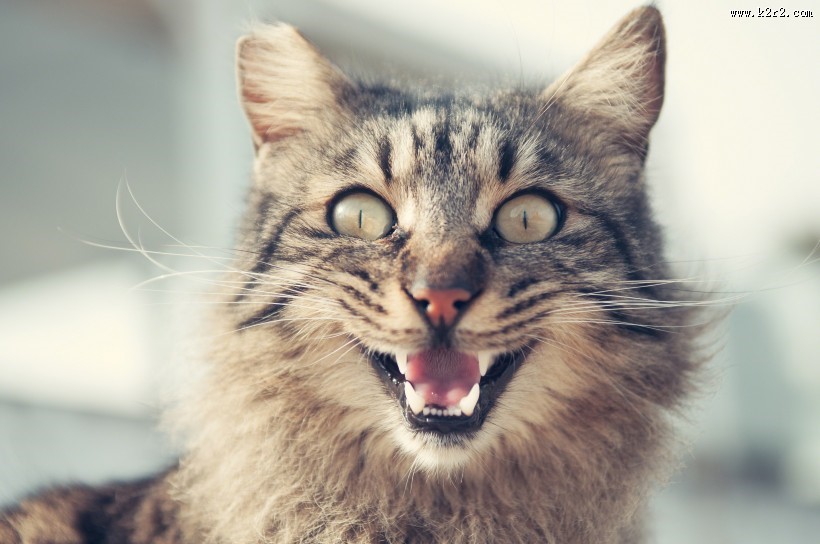 张大嘴巴的猫咪图片